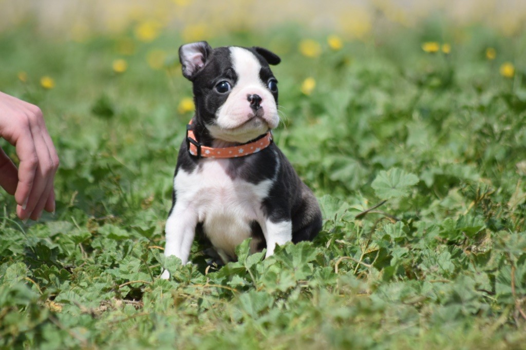 De L'esquisse Sauvage - Chiot disponible  - Boston Terrier