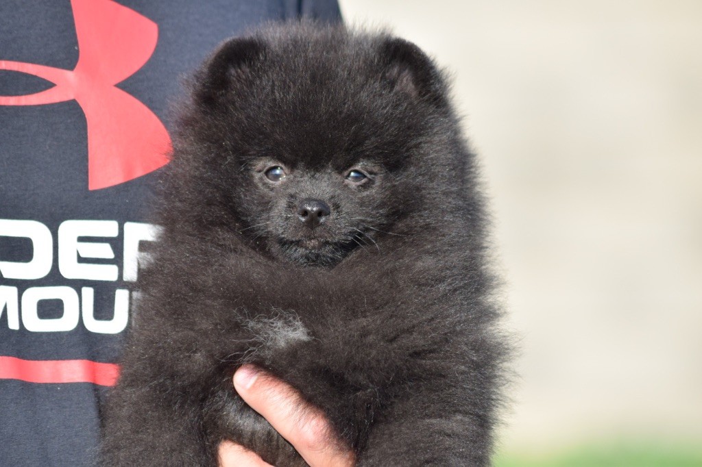 Adorable male spitz LOF 