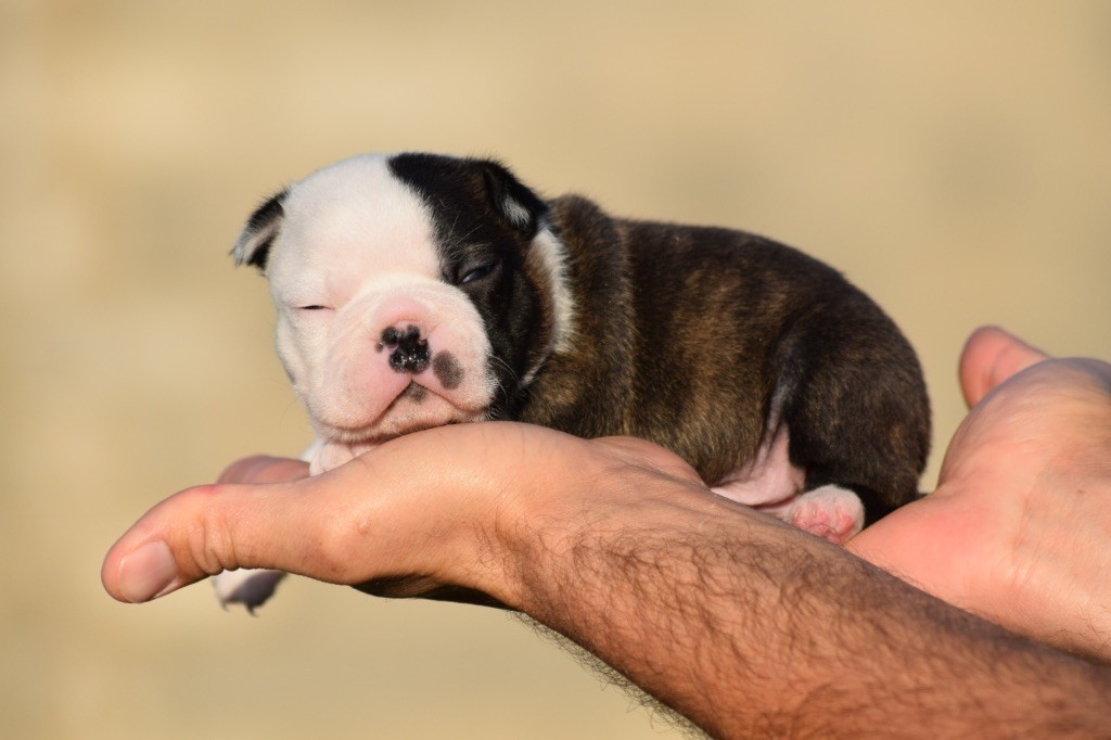 De L'esquisse Sauvage - Chiot disponible  - Boston Terrier