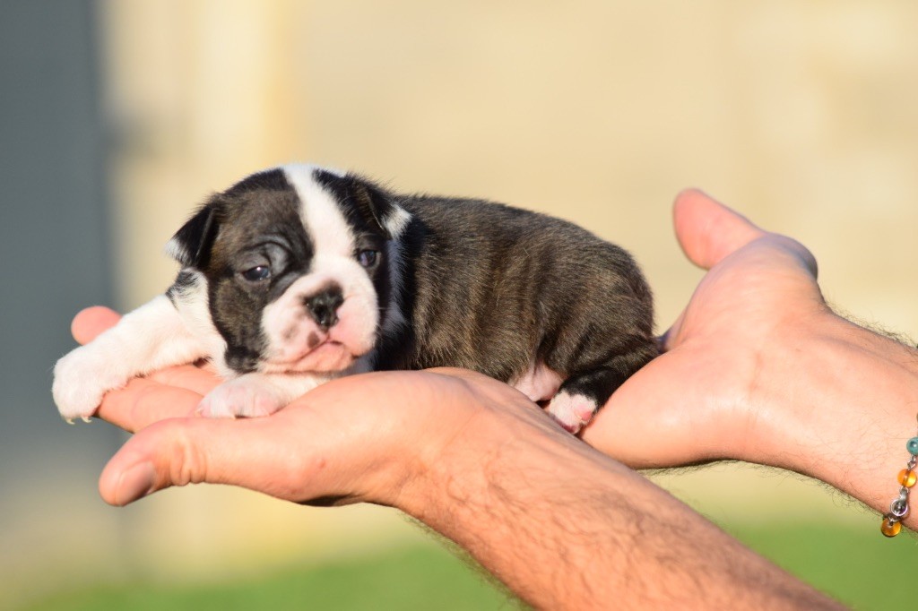 De L'esquisse Sauvage - Chiot disponible  - Boston Terrier