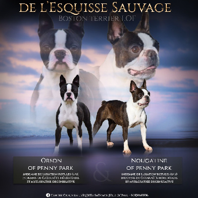 De L'esquisse Sauvage - Boston Terrier - Portée née le 23/01/2023