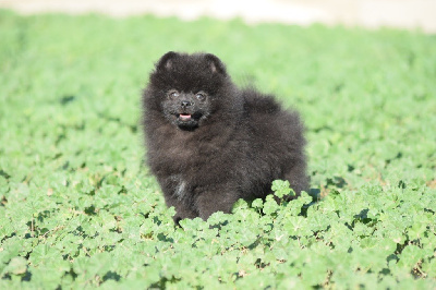 Adorable male spitz LOF 