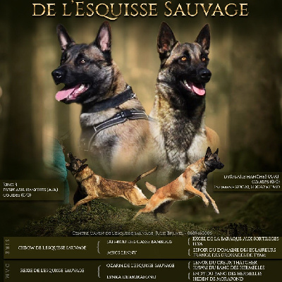De L'esquisse Sauvage - Berger Belge - Portée née le 02/02/2023
