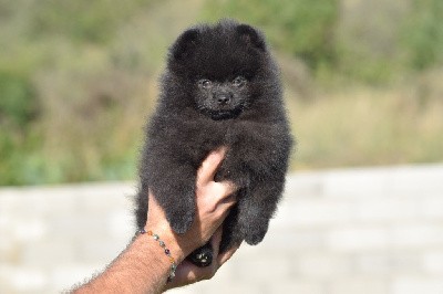 Adorable male spitz LOF 