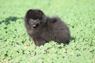 Adorable male spitz LOF 