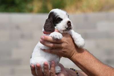 Femelle chocolat et blanc 