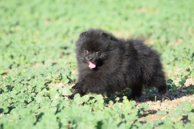 Gentil Male Spitz LOF noir