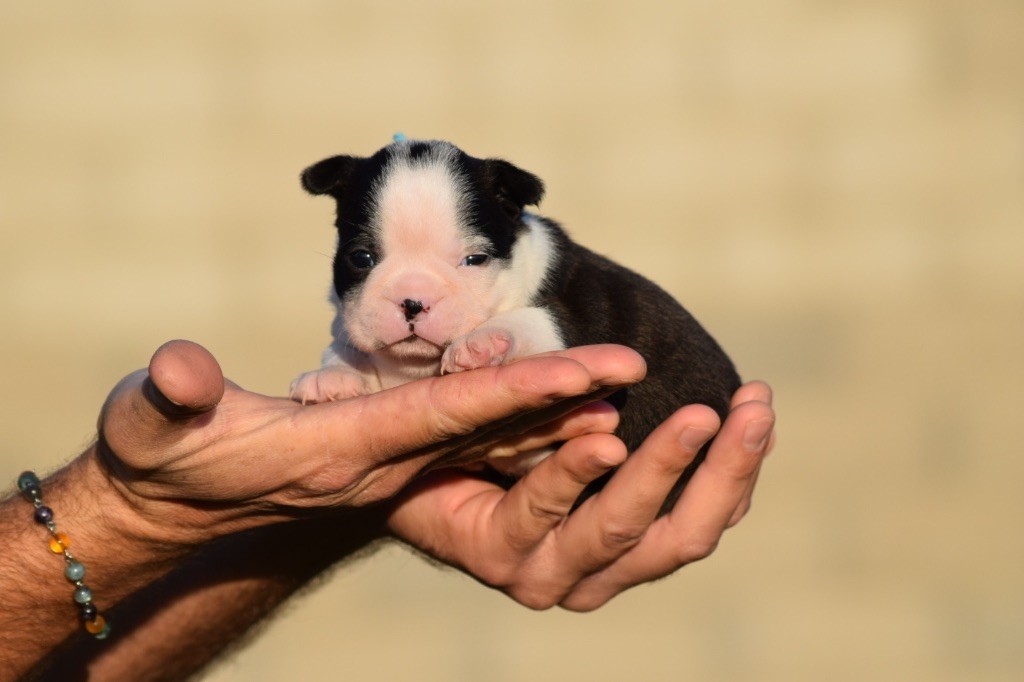 De L'esquisse Sauvage - Chiot disponible  - Boston Terrier