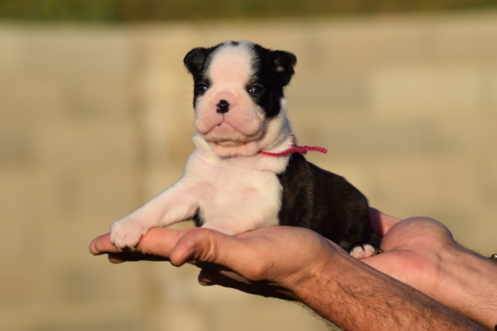 De L'esquisse Sauvage - Chiot disponible  - Boston Terrier