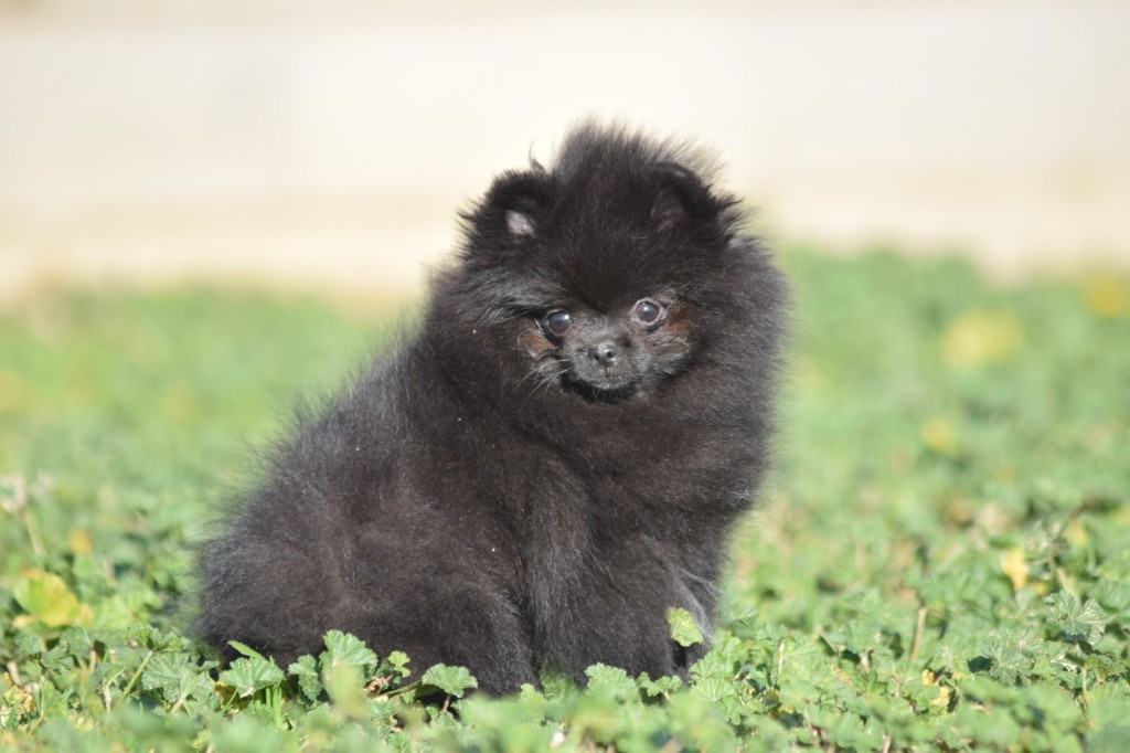 De L'esquisse Sauvage - Chiot disponible  - Spitz allemand