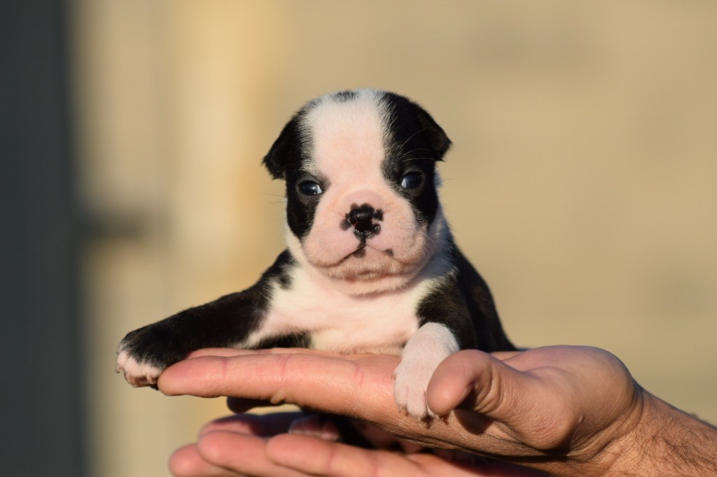 De L'esquisse Sauvage - Chiot disponible  - Boston Terrier