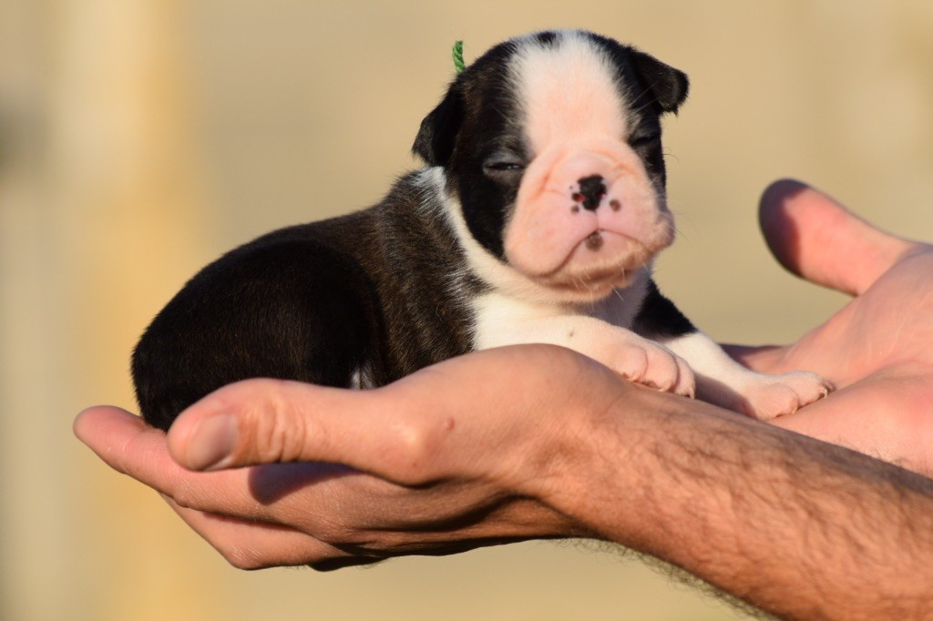 De L'esquisse Sauvage - Chiot disponible  - Boston Terrier