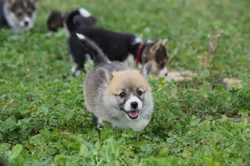 De L'esquisse Sauvage - Chiots disponibles - Welsh Corgi Pembroke