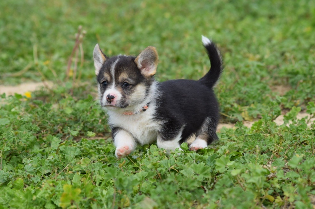 De L'esquisse Sauvage - Chiots disponibles - Welsh Corgi Pembroke