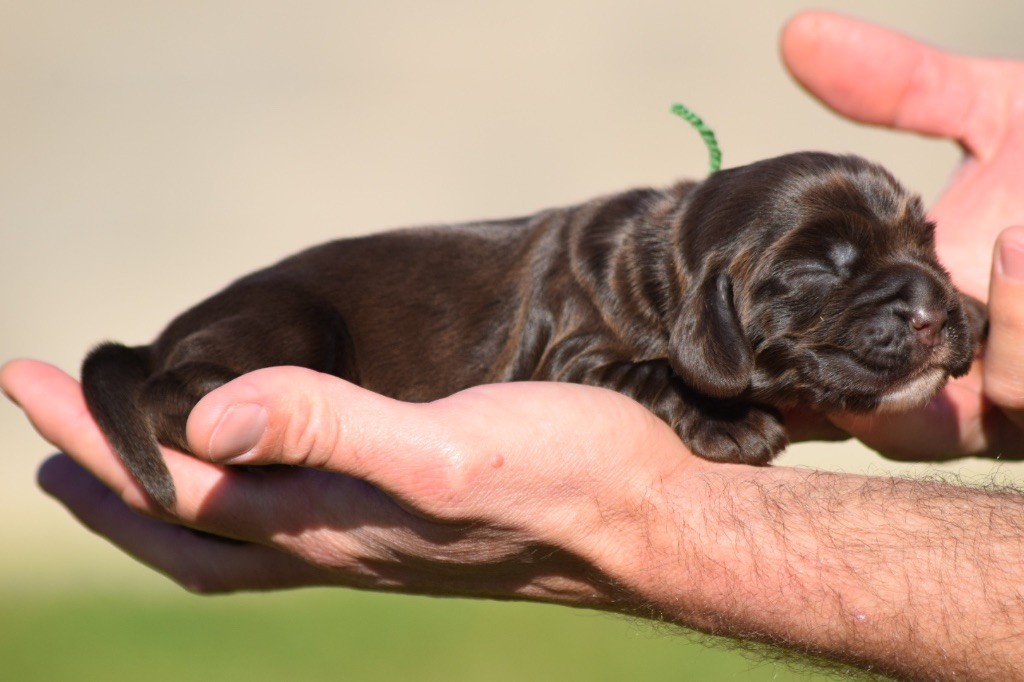 De L'esquisse Sauvage - Chiots disponibles - Cocker Spaniel Anglais