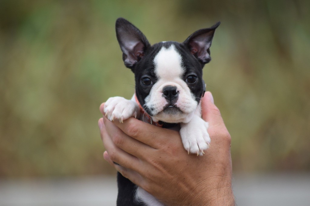 De L'esquisse Sauvage - Chiots disponibles - Boston Terrier