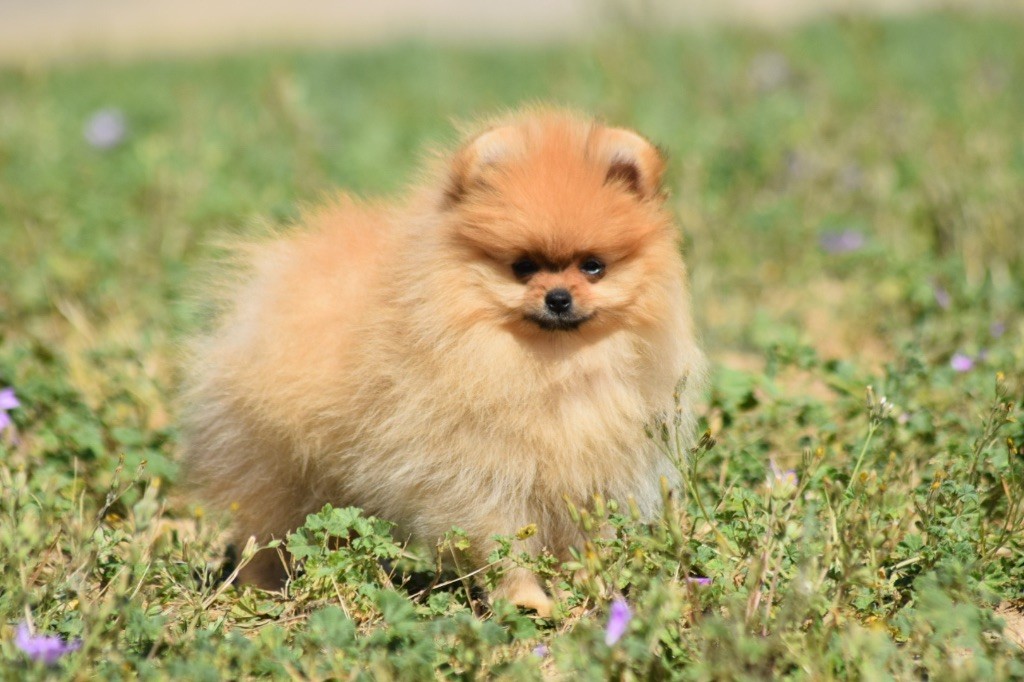De L'esquisse Sauvage - Chiots disponibles - Spitz allemand