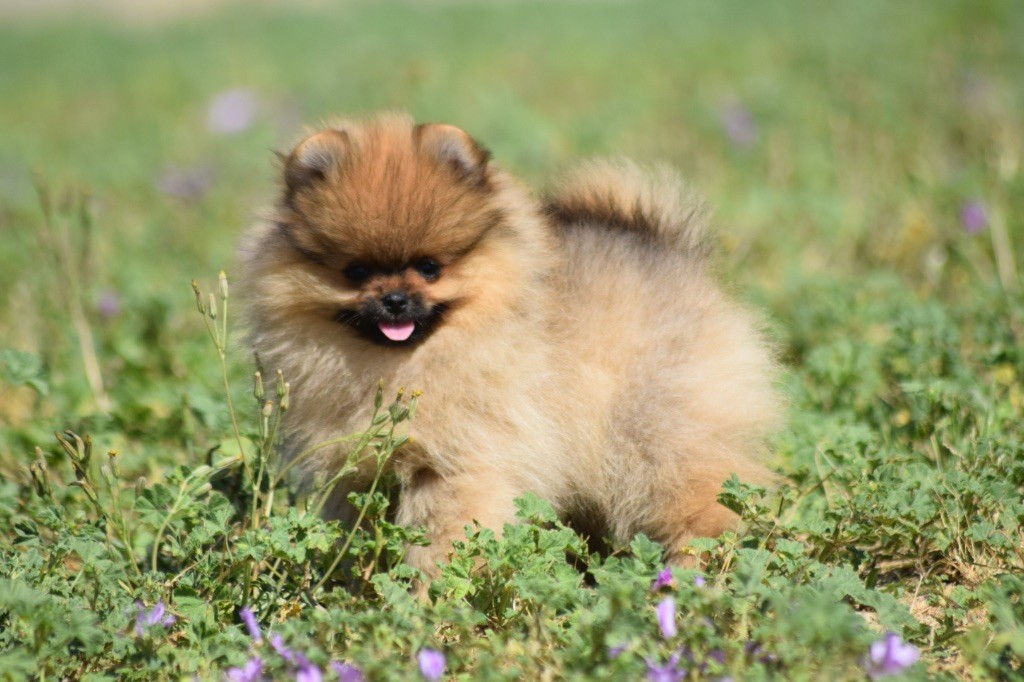 De L'esquisse Sauvage - Chiots disponibles - Spitz allemand