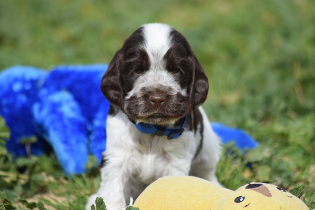 De L'esquisse Sauvage - Chiots disponibles - Cocker Spaniel Anglais