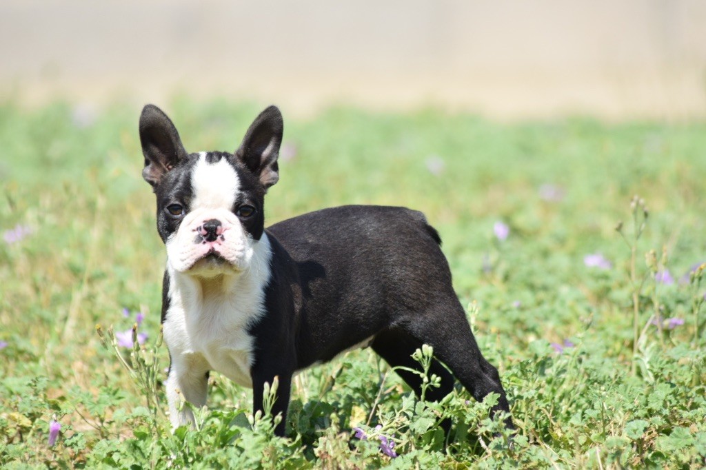 De L'esquisse Sauvage - Chiots disponibles - Boston Terrier