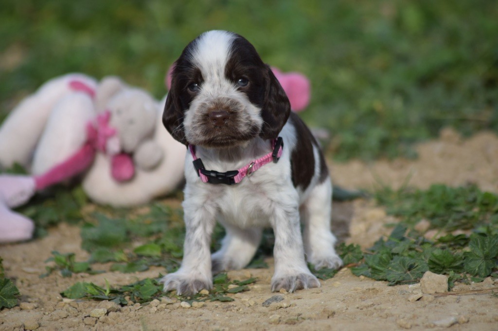 De L'esquisse Sauvage - Chiots disponibles - Cocker Spaniel Anglais