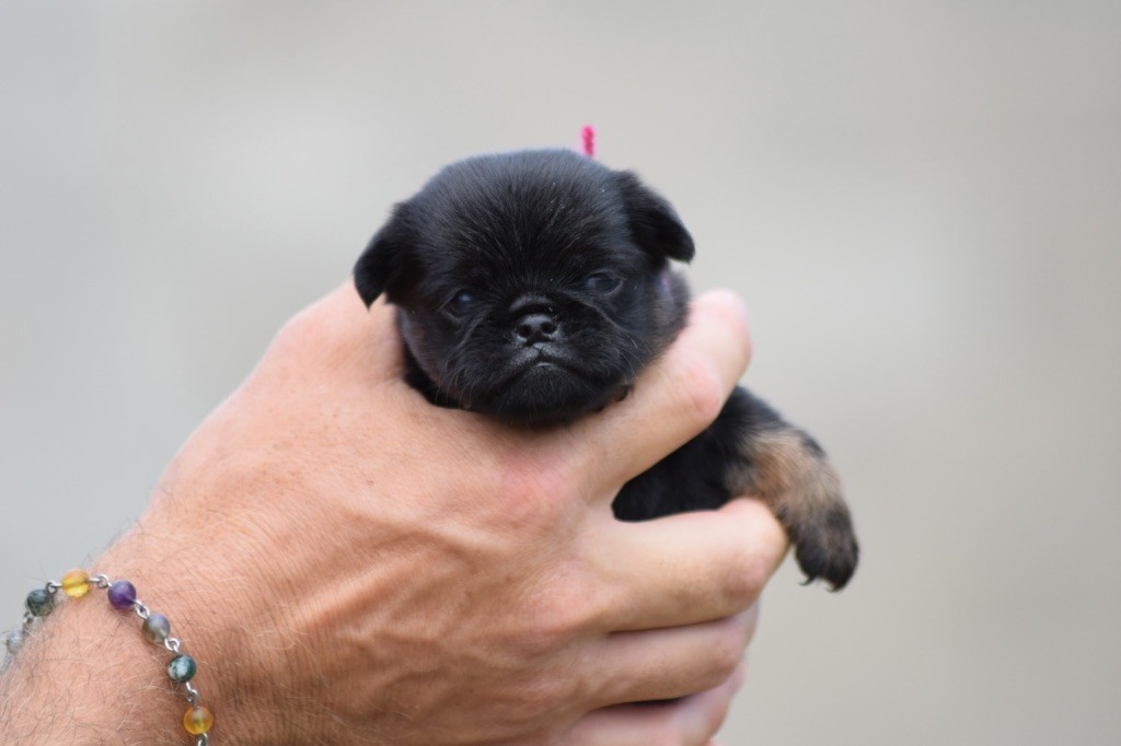 De L'esquisse Sauvage - Chiots disponibles - Petit Brabançon