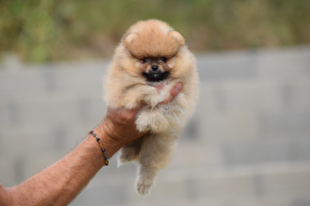 De L'esquisse Sauvage - Chiots disponibles - Spitz allemand