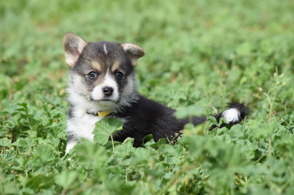 De L'esquisse Sauvage - Chiots disponibles - Welsh Corgi Pembroke