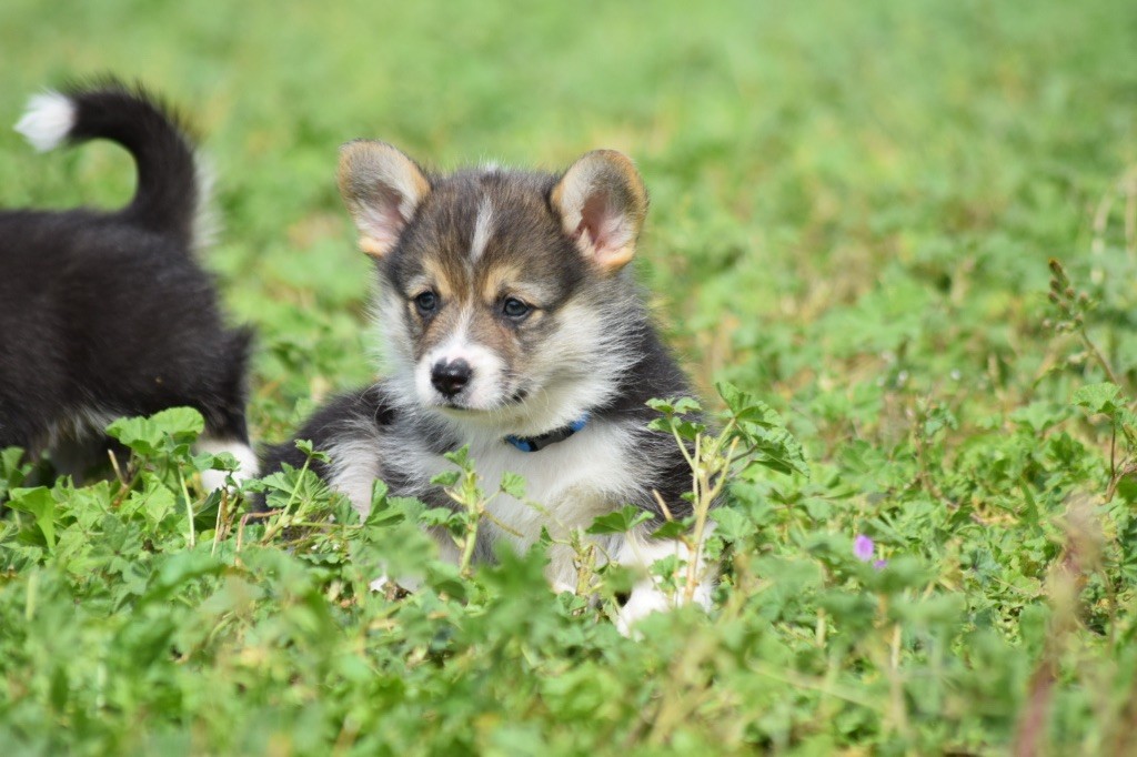 De L'esquisse Sauvage - Chiots disponibles - Welsh Corgi Pembroke