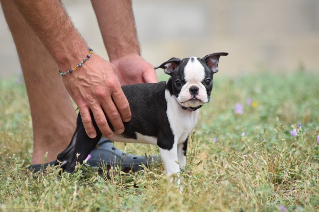 De L'esquisse Sauvage - Chiots disponibles - Boston Terrier