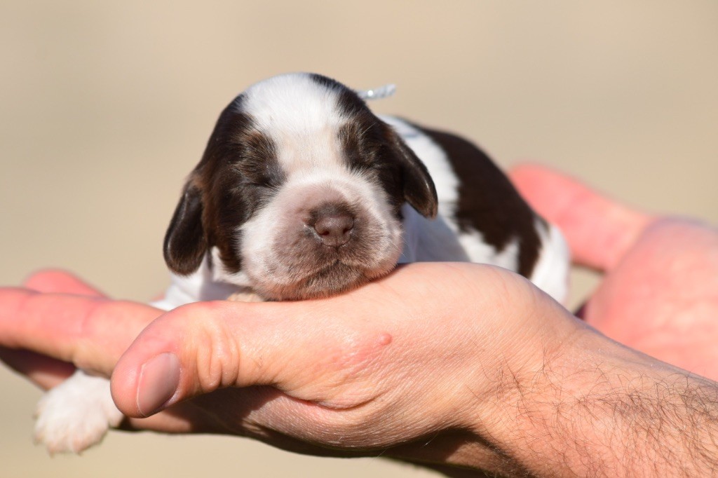 De L'esquisse Sauvage - Chiots disponibles - Cocker Spaniel Anglais