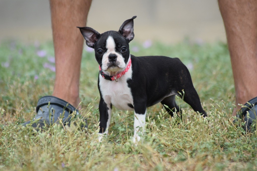 De L'esquisse Sauvage - Chiots disponibles - Boston Terrier