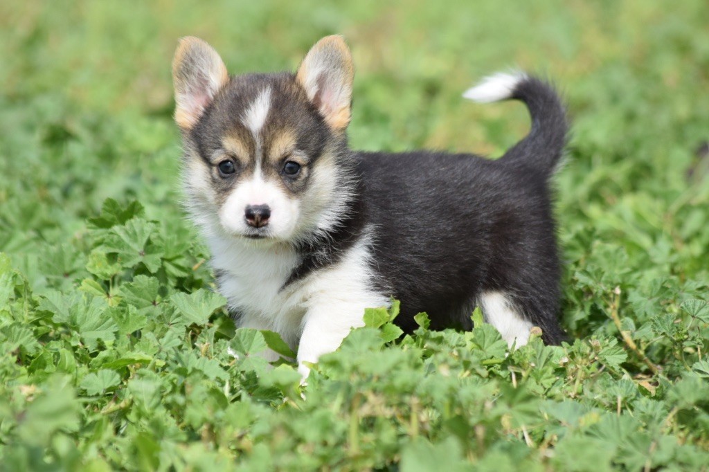 De L'esquisse Sauvage - Chiots disponibles - Welsh Corgi Pembroke