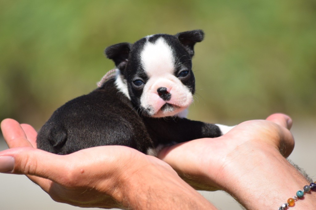 De L'esquisse Sauvage - Chiots disponibles - Boston Terrier