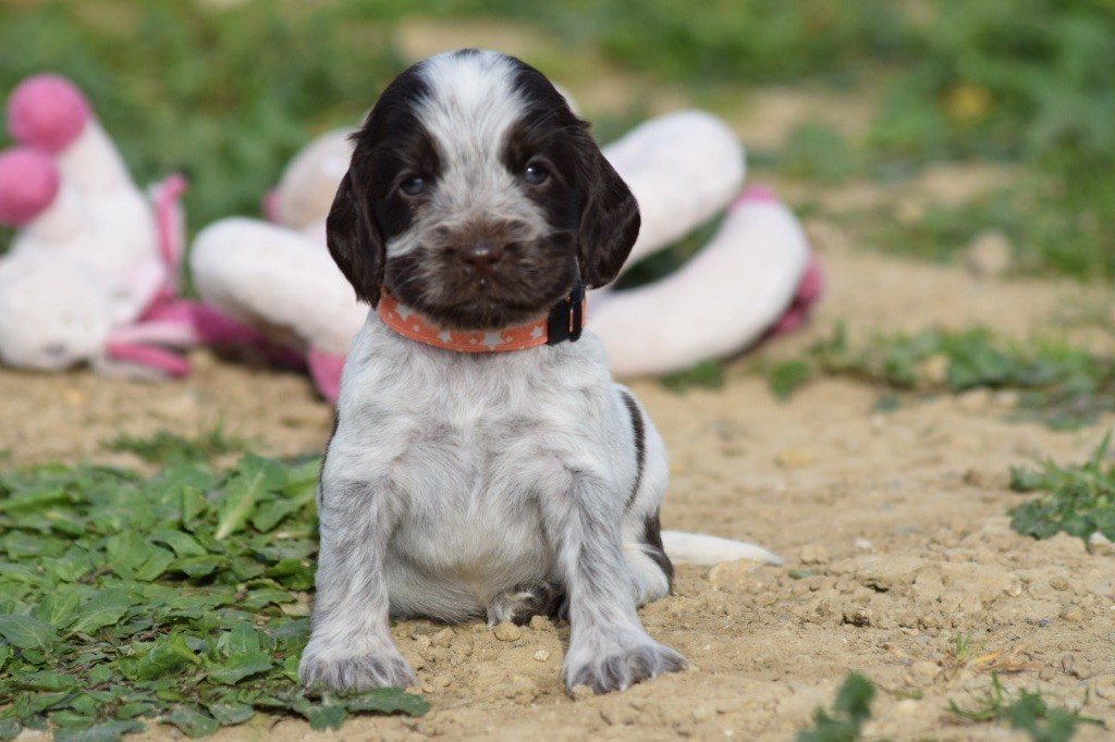 De L'esquisse Sauvage - Chiots disponibles - Cocker Spaniel Anglais