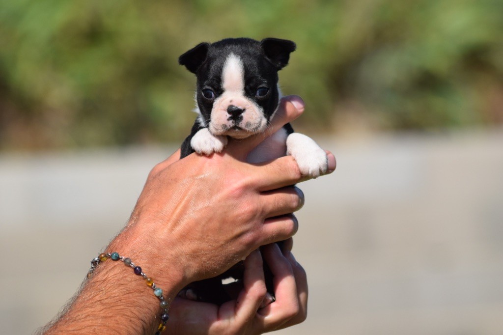 De L'esquisse Sauvage - Chiots disponibles - Boston Terrier