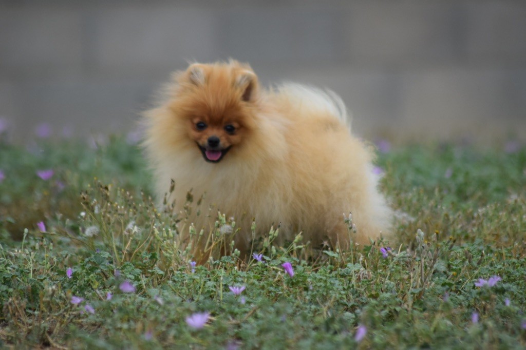 De L'esquisse Sauvage - Chiots disponibles - Spitz allemand