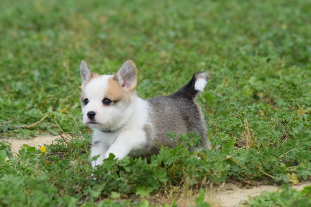 De L'esquisse Sauvage - Chiots disponibles - Welsh Corgi Pembroke