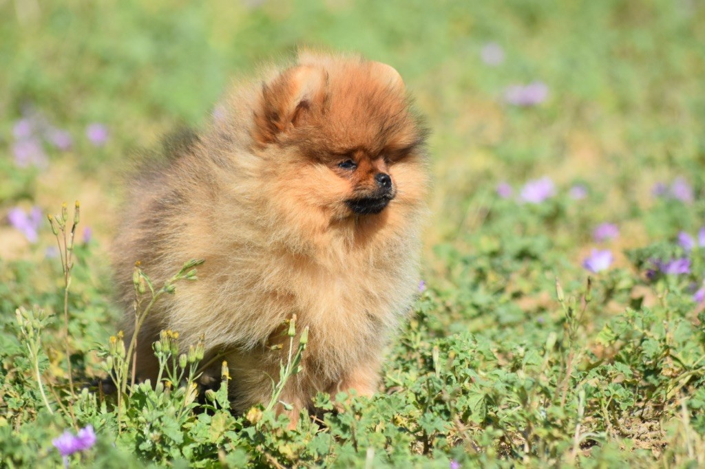 De L'esquisse Sauvage - Chiots disponibles - Spitz allemand