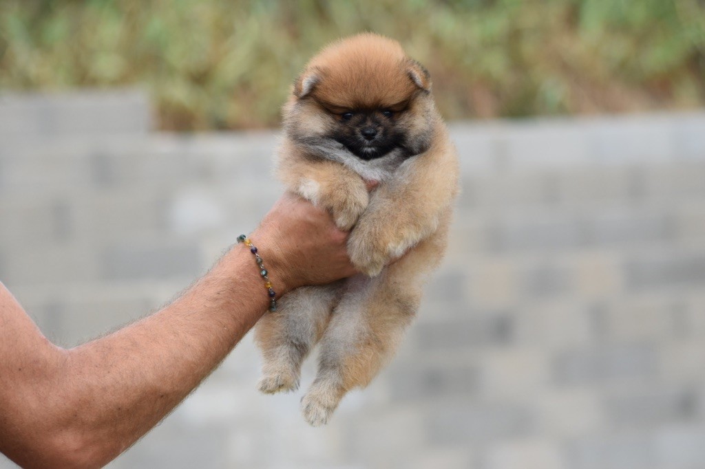 De L'esquisse Sauvage - Chiots disponibles - Spitz allemand