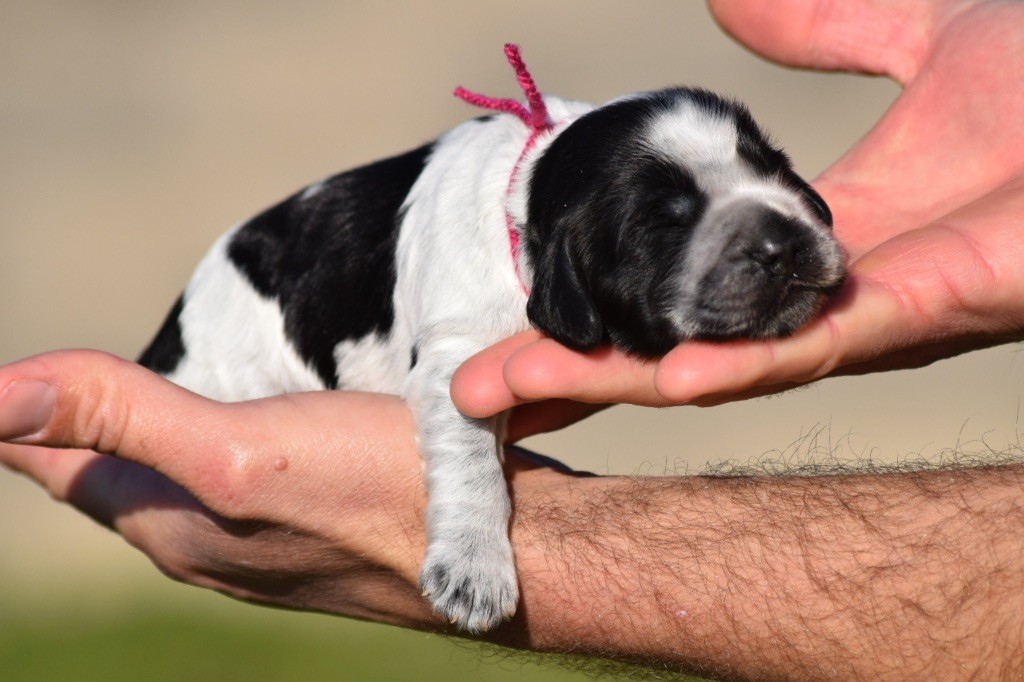 De L'esquisse Sauvage - Chiots disponibles - Cocker Spaniel Anglais