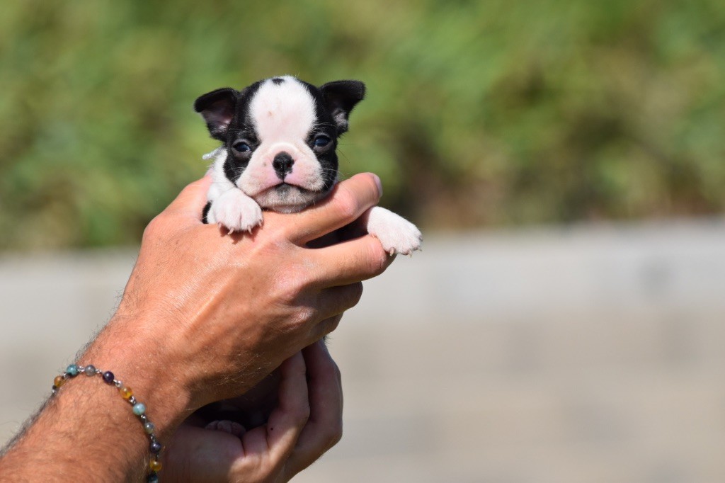 De L'esquisse Sauvage - Chiots disponibles - Boston Terrier