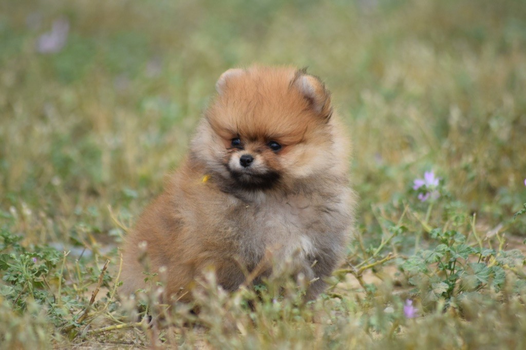 De L'esquisse Sauvage - Chiots disponibles - Spitz allemand