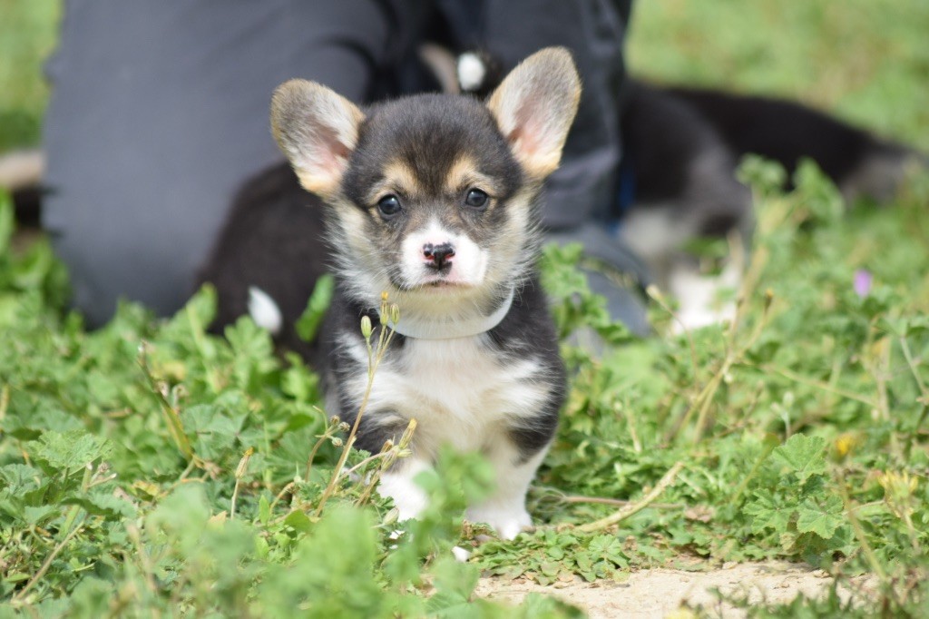 De L'esquisse Sauvage - Chiots disponibles - Welsh Corgi Pembroke