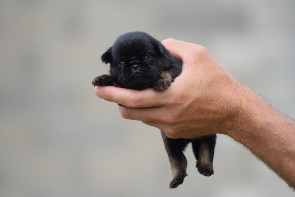 De L'esquisse Sauvage - Chiots disponibles - Petit Brabançon